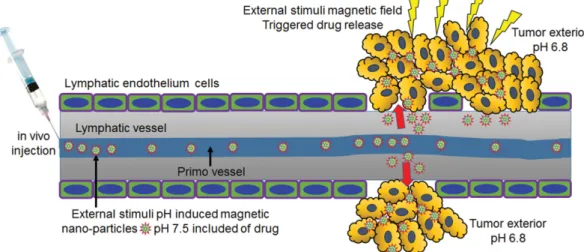 Fig. 7. (Color online) Schematic of magnetic hyperthermia cancer treatment using by in vivo injection of polymeric magnetic nanoparticles as emerging controlled drug (pH > 7.5) release systems in primo vessel inside of lymphatic vessel