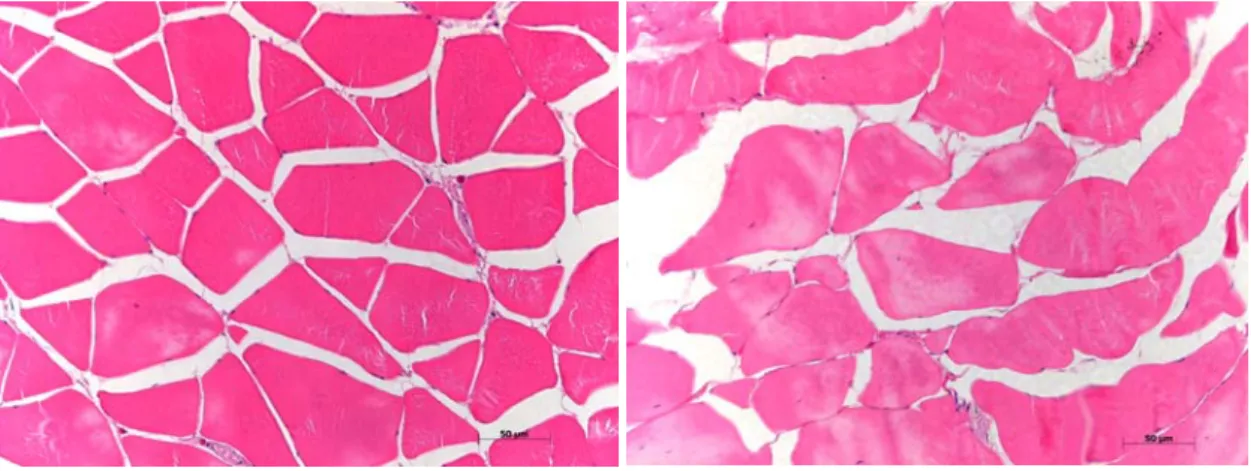 Fig.  2.  Comparison  of  light  micrographs  of  red  seabream  muscles  cultured  by  feeding  and  starving.