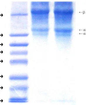 Fig.  5.  SDS-PAGE  patterns  of  marker  protein  (MP)  and  acid-soluble  collagens  from  red  seabream  cultured  by   feed-ing  and  starvfeed-ing.