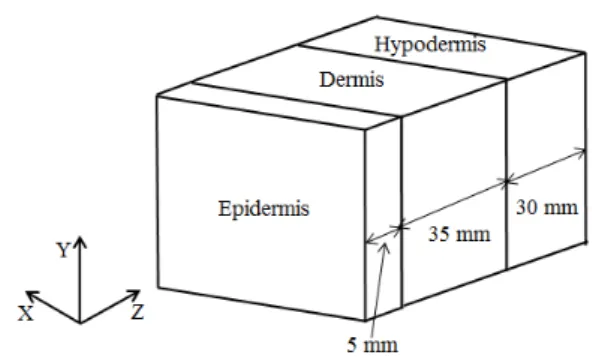 Fig. 5 Schematic diagram of a tissue including  epidermis, dermis and hypodermis