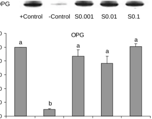 Fig.  3.  Representative  expression  of  IL-1 β  in  conditioned  medium  of  MC3T3-E1  cells  treated  with  silk-fibroin