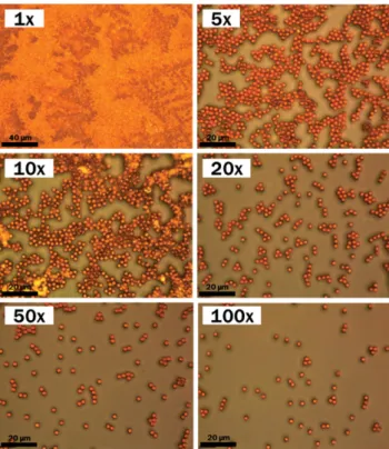 Fig. 4. (Color online) Photography of magnetic bead samples with different bead concentration
