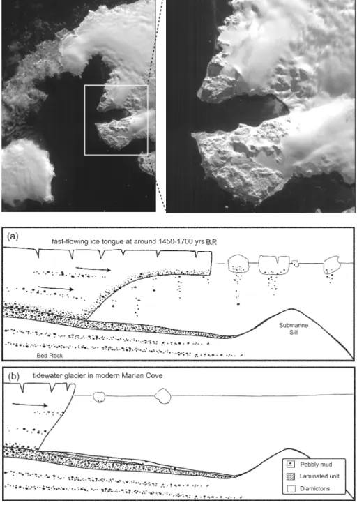 Fig. 9. Schematic model for the depo- depo-sition of (a) massive diamicton in  Mar-ian Cove at around 1450 − 1700 yrs  B.P., and (b) pebbly mud in modern  Marian Cove.