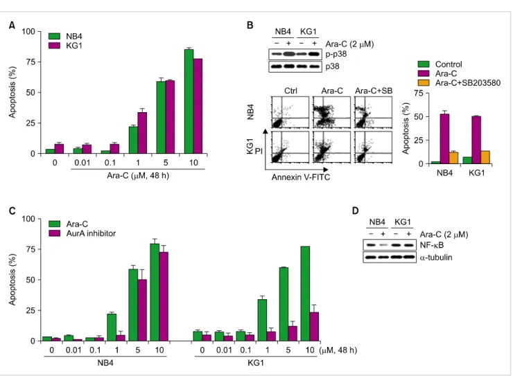 Fig. 6. Effect of Ara-C and the AurA inhibitor on NB4 and KG1 cells in relation to p38 MAP kinase activation and NF-κB protein