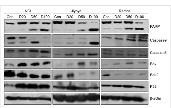 Fig. 5. Western blot analysis of  apoptosis-related modulators.  Ex-pression of Bax and P53 was  up-regulated, whereas the expression  of Bcl-2 was downregulated after  malignant lymphoma cell lines  were treated with deferasirox.