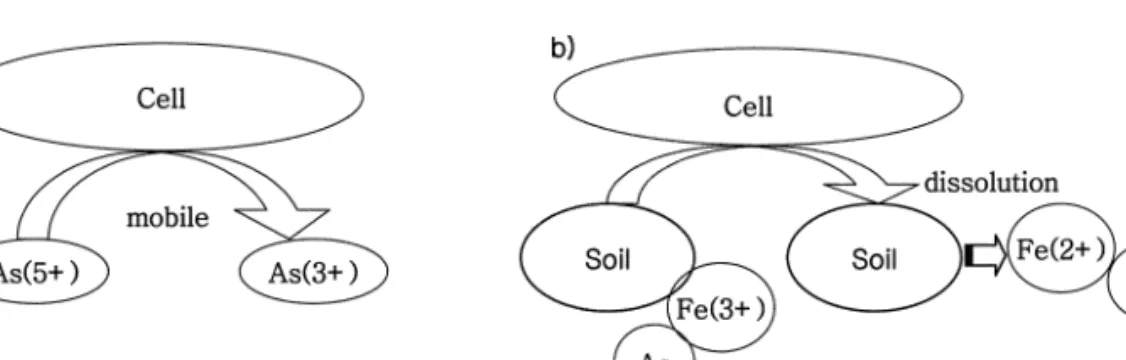 Fig. 5. Two microbial mechanisms to enhance the mobility of As (a) detoxification or dissimilatory reduction (b) reductive dissolution of Fe-oxides onto which As is adsorbe.