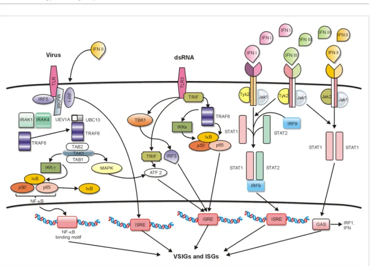 Fig. 1. Different signaling pathways leading to the induction of virus stress-inducible genes (VSIGs) and interferon-stimulated genes (ISGs)