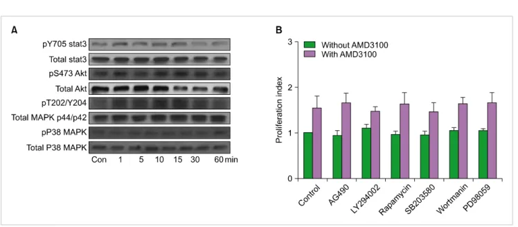 Fig. 3. AMD3100 induces the phosphorylation of SDF-1-linked signaling molecules. (A) MO7e cells were incubated with AMD3100 (10 −5  M) and subsequently subjected to western blot analysis