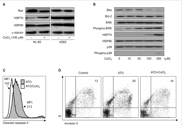 Fig. 3. CoCl 2  decreases the apoptotic rate of HL-60 cells through the HSP70/Bax pathway