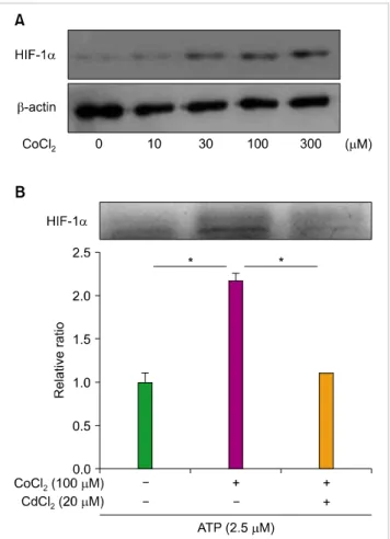 Fig. 4. The expression of HIF-1α increases the resistance of HL-60 cells to ATO. (A) HL-60 cells were cultured in the presence of the indicated  doses of CoCl 2  for 24 hrs