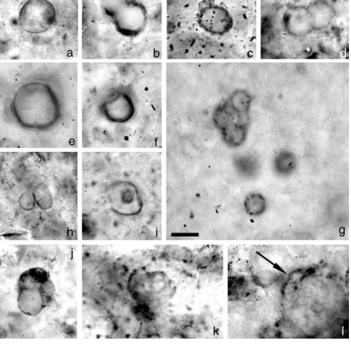 Table 1. List of filamentous microfossils from the Sukhaya Tunguska cherty stromatolites.
