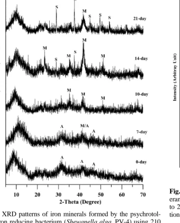 Fig. 4. XRD patterns of iron minerals formed by the psychrotol- psychrotol-erant iron reducing bacterium (Shewanella alga, PV-4) in 30 mM to 210 mM bicarbonate buffered medium for 2 month of  incuba-tion