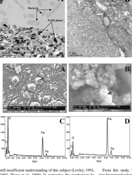 Fig. 8. Scanning electron micrographs  (A, B) and energy dispersive X − ray  analysis (C, D) of siderite and  magne-tite formed by a psychrotolerant iron  reducing bacterium (Shewanella alga,  PV-4) using 210 mM bicarbonate  buffered medium.