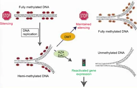 Fig. 1. The maintenance of me- me-thylation process (top) and  re-activation of gene expression (bottom) by hypomethylating  age-nts such as AZA (azacytidine) and DAC (decitabine).