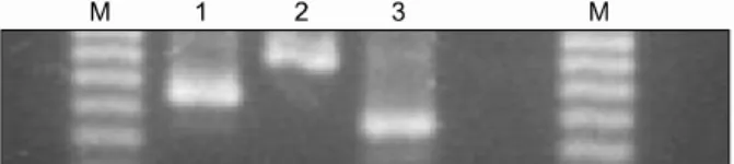 Fig. 4. Assessing NOD/Scid mice using PCR amplification of a microsatellite in the class II Eb gene of the murine MHC