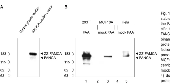 Fig. 1. FANCA expression in the stable cell lines. Western blot of  the FANCA with antibodies  spe-cific for amino acids 1-232 of  FANCA is shown