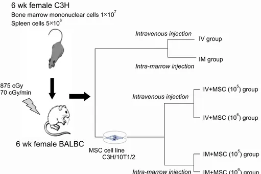 Fig. 1. The schematic diagram  of MHC mismatched murine  hematopoietic stem cell  trans-plantation experimental model  (MSC, mesenchymal stem cell; 