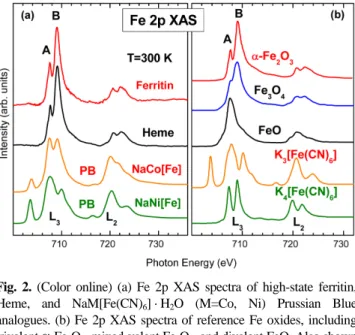 Fig. 3. (Color online) (a) Fe 2p XMCD spectra of high-state ferritin.