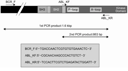 Fig. 2. Schem atic  diagram   and  prim ers  of  sem i-nested  PCR  for  BCR-ABL  tyrosine  kinase  dom ain.
