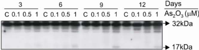Fig. 2. Caspase 3 activation in K562 cells after treatm ent  with As 2 O 3 . Activation of cleaved caspase-3 (17kDa) was  observed in K562 cells treated with 1μM of As 2 O 3 