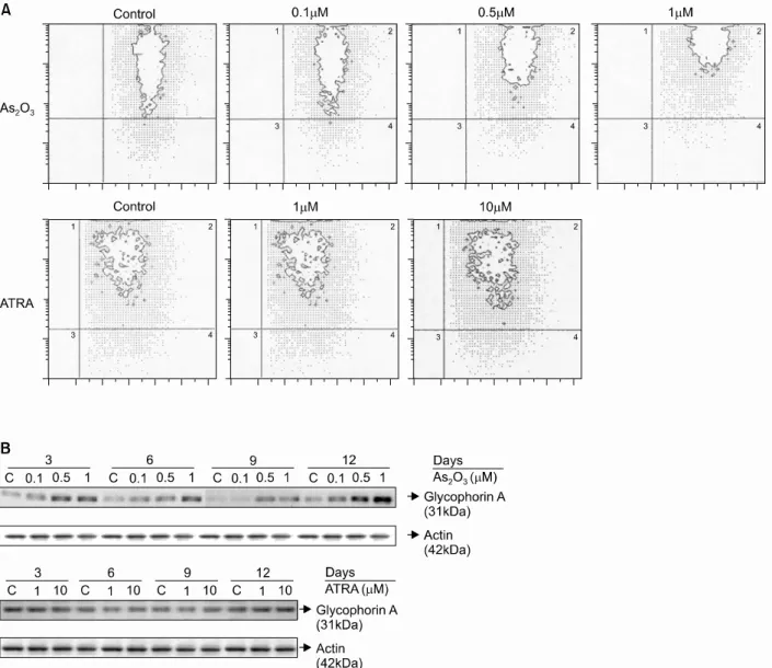 Fig. 3. Expression of glycophorin A in K562 cells after treatm ent with As 2 O 3  or ATRA by using the flow cytom etry and western blot analysis