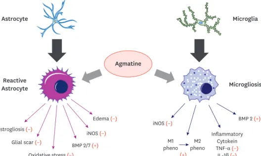 Fig. 1. Agmatine attenuates astrogliosis and microgliosis following CNS injury. Agmatine treatment reduces the  detrimental effects of both reactive astrocytes and activated microglia after CNS injury