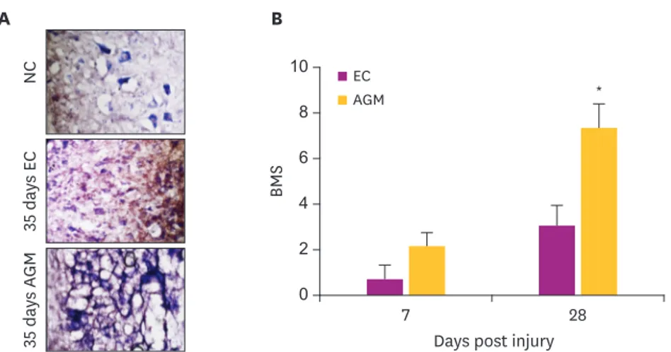 Fig. 2. AGM increases remyelination following CNS injury. (A) AGM treatment increases the remyelination (luxol blue  staining) 28 days after SCI in the rat, which is also correlated with the significantly increased functional outcome  compared to experimen