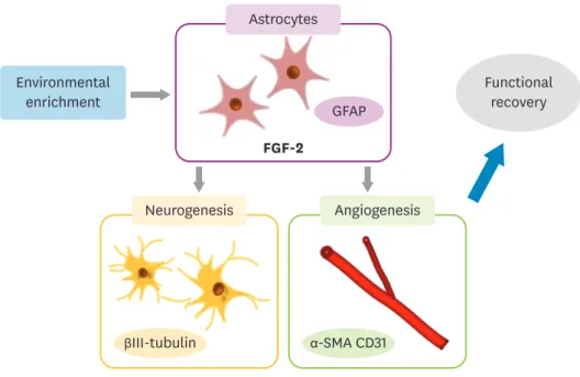 Fig. 2. Brain plasticity and neurorestoration by environmental enrichment.