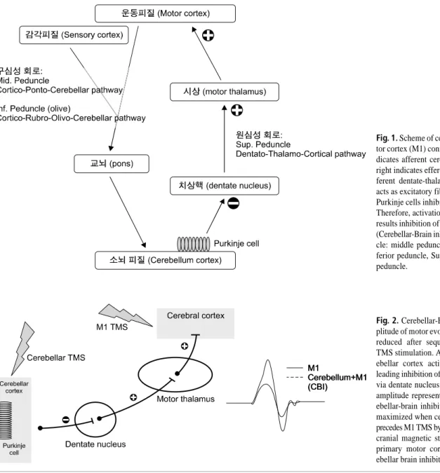 Fig. 1. Scheme of cerebellar-primary mo- mo-tor cortex (M1) connectivity. Left line  in-dicates afferent cerebellar pathways and  right indicates efferent pathways