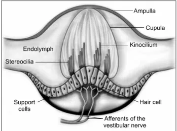 Fig.  1.  Lateral  view  of  the  right  human  labyrinth  (adapted  from  Hardy  1934).
