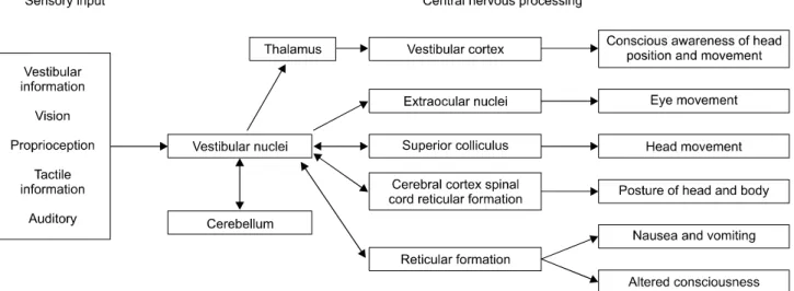 Fig.  3.  Diagram  showing  the  various  connections  of  the  vestibular  nuclei  (modified  from  Lundy-Ekman  2012).다가 회전이 멈추면, 내림프액은 수초 동안 반대 방향으로 움직이기 때문에, 내림프액 압력이 반대편의 팽대부정으로 전달되어, 한동안 머리가 반대편으로 계속 회전을 하고 있다는 착각이 생기면서 순간 현기증을 느끼게 된다