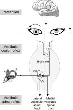 Fig.  4.  Schematic  drawing  showing  the  neural  structures  involved  in  the  vestibulo-ocular  reflex  (adapted  from  Dieterich  2007).