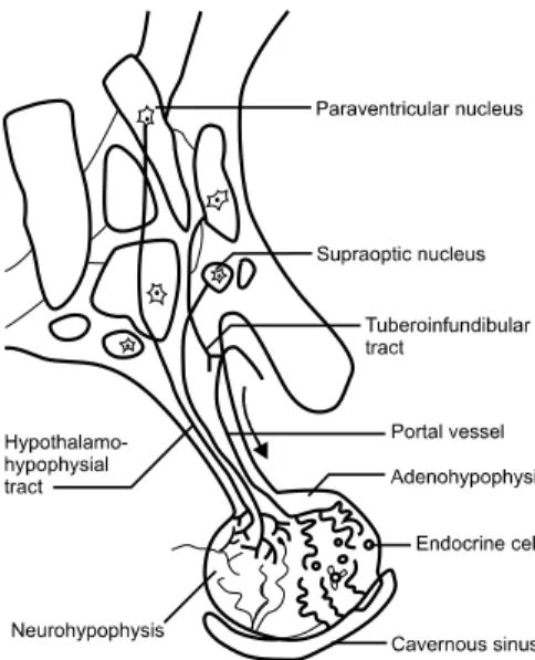 Fig.  1.  Hypothalamus  and  pituitary  gland.
