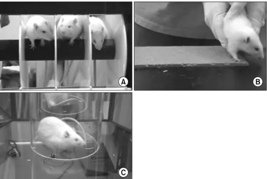 Fig.  2.  The  behavioral  test  of  middle  cerebral  artery  occlusion  rat  models