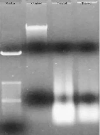 Fig. 6. Bacoside A induced DNA fragmentation in U-87 MG cells  analysed by agarose gel electrophoresis.