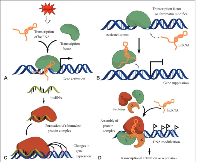 Fig. 1. Schematic diagram of lncRNA action mechanisms. A: Mediators on signaling pathway: lncRNAs can serve as molecular signaling  mediators which modulate certain set of gene expression in conjunction with specific transcription factors or chromatin modi