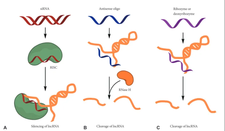 Fig. 2. Potential therapeutic approaches for targeting lncRNAs. Several methods, including small interfering RNAs (siRNAs), antisense oli- oli-gonucleotides (ASOs) and ribozymes or deoxyribozymes, can be used to block the function of lncRNAs