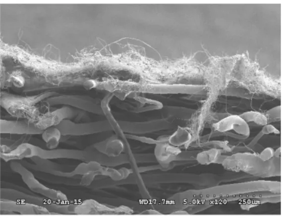 Fig.  7  Scanning  electron  microscope  image  of  PAN  nanofibers  air  filter  B