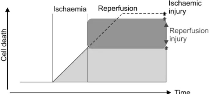 Fig.  1.  The  concept  of  lethal  reperfusion  injury.  During  ischemia,  irreversible  cell  injury  leading  to  cell  death  occurs  within  the  ischemic risk  zone  in  a  time-dependent  manner
