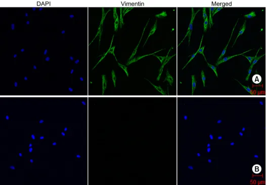 Fig.  1.  Immunocytochemical  staining for  vimentin  in  DFs.  (A)  Confocal  laser  scanning  microscopy   demon-strated  positive  fluorescence  signals  for  vimentin  (green)