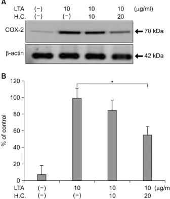 Fig.  6.  Suppression  of  TNF-α-induced  COX-2  expression  by  H. 