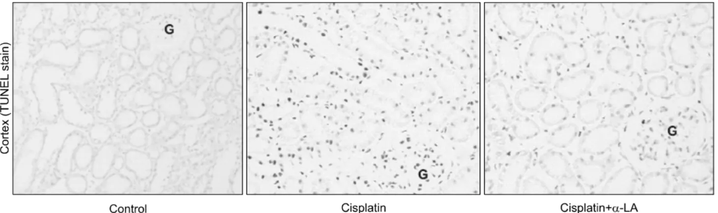 Fig.  5.  Apoptosis  evaluated  by  TUNEL  staining  in  the  kidney  sections  from  different  groups  of  rats