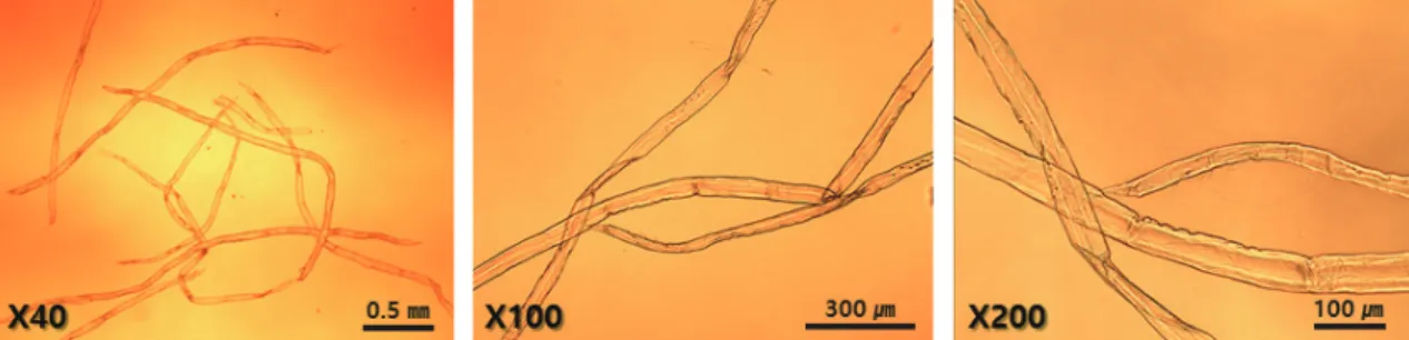 Fig. 5.   Microscopic  images  of  Ba-BKP(left)  and  Hw-BKP(right)  after beating.