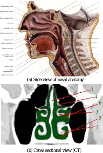 Fig. 6  Nasal Anatomy                 있고  이  부분의  유량은  아주  약하므로,  휴지기  시  강한  냄새가  아니면  후각세포를  잘  자극  하지  못 한다