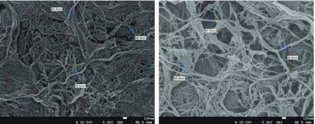 Fig. 4.  FE-SEM images of untreated CNF (left) and cationic CNF (right).