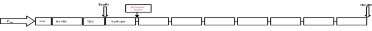 Fig. 1. Design and the complete nucleotide and predicted amino acid sequence of the recombinant epitope-repeat protein (rERP) protein (A)