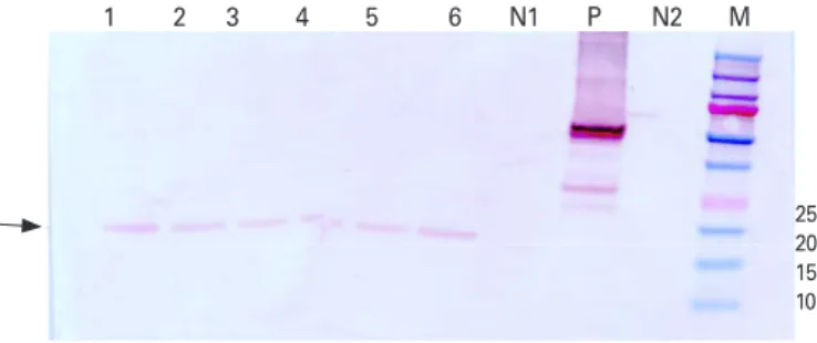Fig. 3. Specificity and sensitivity of the recombinant epitope-repeat protein (rERP). (A) Specificity of the rERP