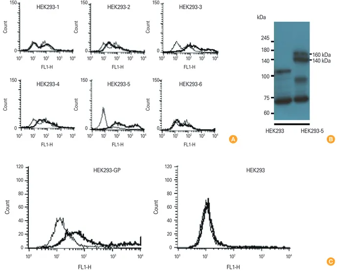 Fig. 1. Stable transfection of HEK293 cells with pcDNA3-GP and selection of GP-expressing HEK293 cells (A, B), and evaluation of sera ob- ob-tained after GP DNA vaccination for their ability to recognize GP expressed on the cell surface