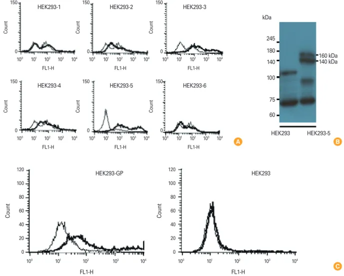 Fig. 1. Stable transfection of HEK293 cells with pcDNA3-GP and selection of GP-expressing HEK293 cells (A, B), and evaluation of sera ob- ob-tained after GP DNA vaccination for their ability to recognize GP expressed on the cell surface
