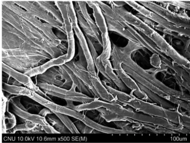 Fig. 2. Micrographs of sheet surface treated with alkaline solution (Scale bars are imbedded).